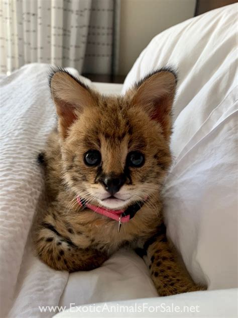 serval cats for sale near me.